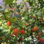 Biquinho Red Pepper Seeds Hot