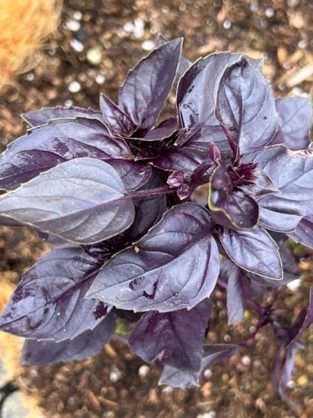 Dark Purple Opal Basil Seeds Heirloom Organic Herb