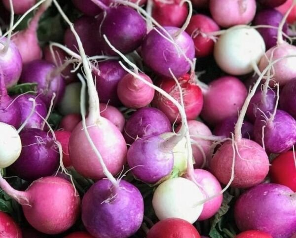 Easter Egg Radish Seeds Organic Cold Tolerant Mulit-Colored
