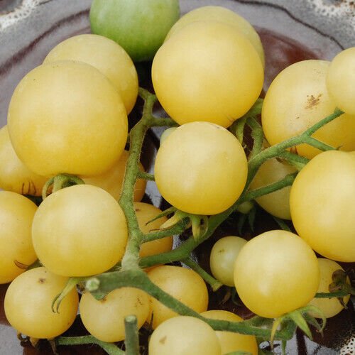 Super Snow White Tomato Seeds Heirloom Organic