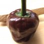 Chilhuacle Negro Pepper Seeds Hot Heirloom Organic Rare Variety