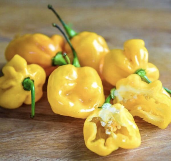 Small Yellow Cherry Habanero Hot Organic