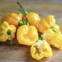 Small Yellow Cherry Habanero Hot Organic