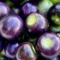Purple Tomatillo Seeds Heirloom Organic