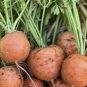 Parisian Carrot Seeds Heirloom Organic