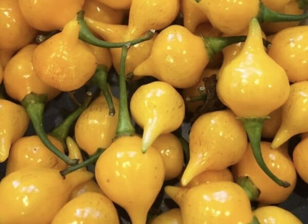 Biquinho Yellow Pepper Seeds Hot Organic