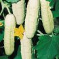 Bianco Lungo Italian Cucumber Seeds Heirloom Organic