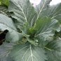 Georgia Collard Seeds Heirloom Organic Vegetable Heat/ Cold Tolerant