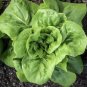 Buttercrunch Butterhead Lettuce Seeds Heirloom Organic Sweet Crisp