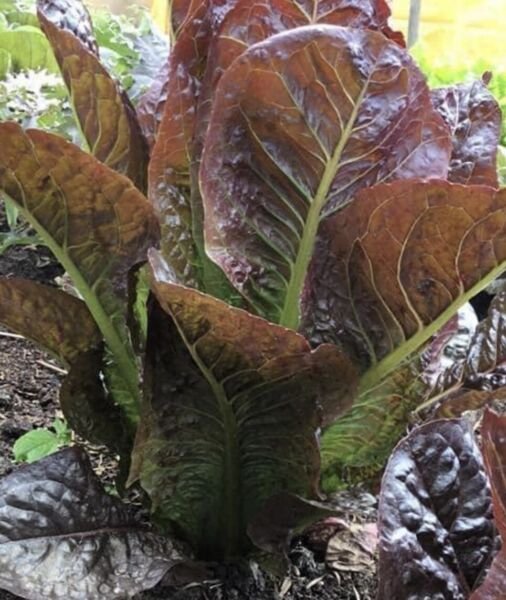 Super Red Romaine Lettuce Seeds Heirloom Organic Rare Vegetable