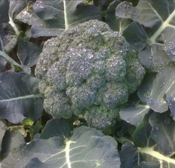 Calabrese Green Sprouting Broccoli Seeds Heirloom Organic