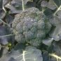 Calabrese Green Sprouting Broccoli Seeds Heirloom Organic