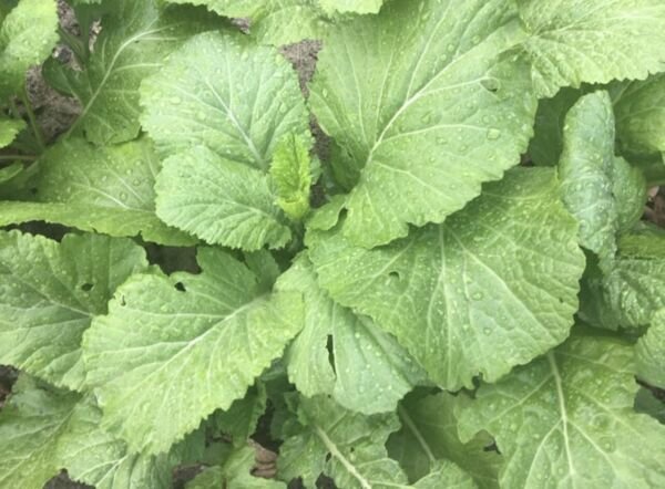 Florida Broadleaf Mustard Seeds Heirloom Organic Greens Bolt Resistant