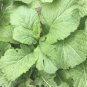 Florida Broadleaf Mustard Seeds Heirloom Organic Greens Bolt Resistant