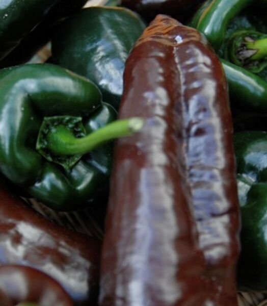 Mulato Isleno Pepper Seeds Hot Heirloom Organic