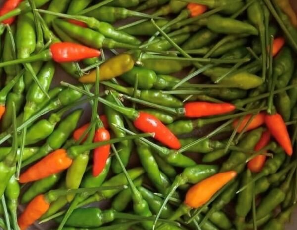 Garden Bird Thai Pepper Seeds Hot Heirloom Organic