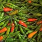 Garden Bird Thai Pepper Seeds Hot Heirloom Organic