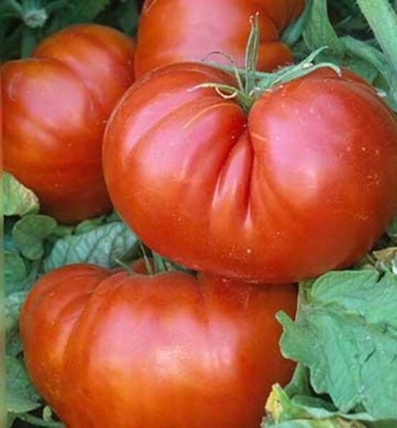 Giant Red Beefsteak Tomato Seeds Organic Huge Beefsteak Wholesale Bulk