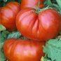 Giant Red Beefsteak Tomato Seeds Organic Huge Beefsteak Wholesale Bulk