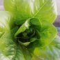 Little Gem Butterhead Lettuce Seeds Organic