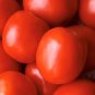 Saucy Lady Tomato Seeds Organic