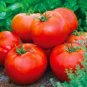 Ace 55 Heirloom Tomato Seeds Organic Determinate Rare Vegetables