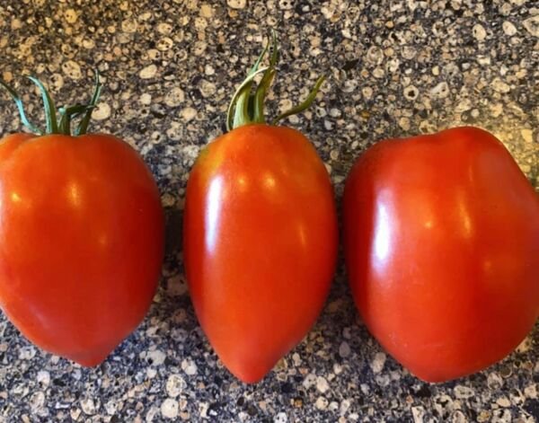 Amish Paste Heirloom Tomato Seeds Organic Paste Tomatoes Canning Sauce
