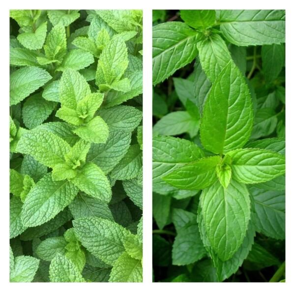 Mint Seeds 1000++ Peppermint + spearmint Mixed herb NON-GMO