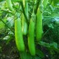 50 Seeds Organic Green Ichiban Fresh Season Seeds