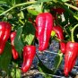 California Chili Pepper Fresh Seeds (40 Seeds)
