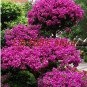 Rare Beautiful Seed Bougainvillea Seed Balcony Seed Family Garden Garden Bungalow Seed 100 pcs