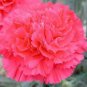 Beautiful Carnation Seed, Carnation Seed, Carnation Seed for Indoors and Gardens, 200pcs