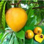 10 Pcs Lucuma Nervosa Egg Yolk Fruit Seed Seed Plants Seed Perennial DIY Outdoor Garden Planting