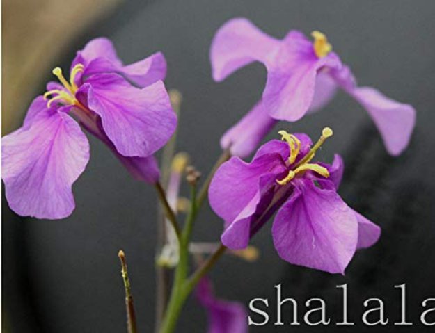 100 Pcs February LAN Seed Charming Color Flower Seed Plant DIY Orychophragmus Violaceus Seed for Hom