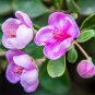 Elevate Your Garden with Rare and Exotic Rhodomyrtus Tomentosa Seeds