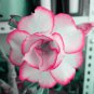BELLFARM Adenium White Petals Rose Red Edge Flowers Bonsai Desert Rose Seeds 2PCS Heirloom Home Gard