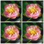 Heirloom Double Pink Nelumbo Nucifera Lotus Flower Seeds, Professional Pack, 1 Seed / Pack, Fragrant