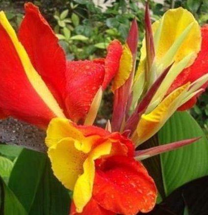 10Pcs/Pack Canna Seeds Plants Indoor Outdoor Pot Flower Seed Home Garden Yard Bonsai - (Color: Red+Y