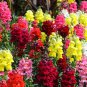 Bellfarm® Dwarf Snapdragon Mixed Seeds