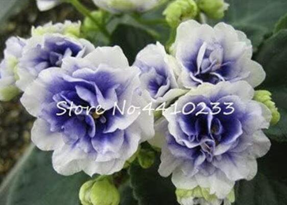 50 Pcs Mini Seed Violet Plants Colorful Rare African Flower for Garden Perennial Herb Indoor Matthio