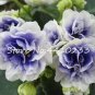 50 Pcs Mini Seed Violet Plants Colorful Rare African Flower for Garden Perennial Herb Indoor Matthio
