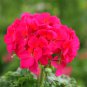 Geranium Seeds - Horizon Violet
