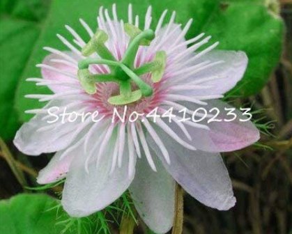 20 Pcs Seed Passion Flower, Passiflora Incarnata Certified Pure Live,Tropical Flower True Native Pot