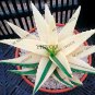 100pcs Succulents Seed Plant,Aloe Vera Seeds,Beauty Edible Cosmetic Bonsai Plants Seeds
