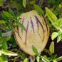 1 Professional pack, 20 seeds / pack, Rare Seeds Melon Pepion (Solanium Muricata) Organic Heirloom V