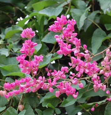 Portal Cool Seed Pack: Antigonon leptopus - 20 Seeds - Mexican Creeper/Coral Vine
