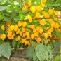 Hybrid F1 Yellow Devil Pepper & Chilli Seeds
