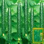 Time-Honored Greens: 'Jinyan No.4' Thorny Cucumber Seed Marvels