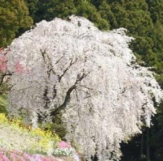 Bonsai Tree Japanese Sakura Seed Rare Japanese Cherry Blossoms Flowers Seed in Bonsai,Pink Prunus Se