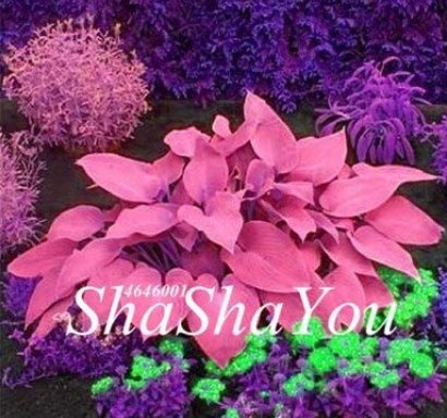 200PCS Hosta Seed Perennials - Flesh Pink Flowers